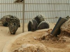 -辛玛王国游乐园