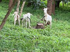 -马陆小张葡萄园农家乐