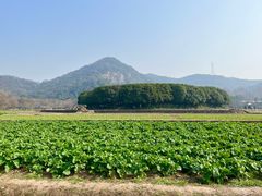 -八卦田遗址公园