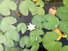 -武清南湖绿博园