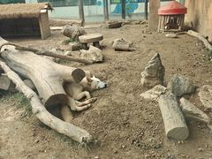 -大连森林动物园