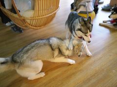 -Husky Go! 哈士奇体验馆·宠物咖啡厅狗咖