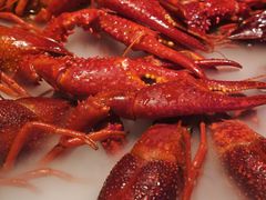 -红盔甲·小龙虾(定西路店)