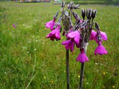 -迪庆藏族自治州博物馆