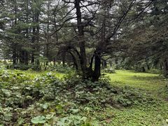 -芦芽山旅游度假区