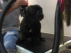 -PETKIT 小佩宠物·低压洗护·美容·寄养(安远店)