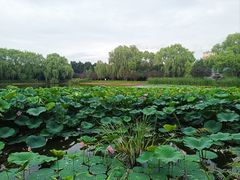-北陵公园