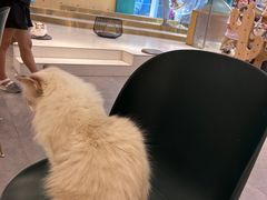 -飞行喵MR PILOT|猫舍·猫咖(静安大融城店)