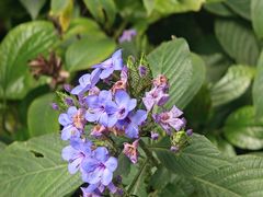 -广西壮族自治区药用植物园