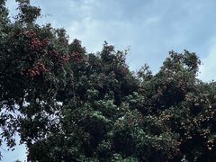 -深圳大学城荔园一食堂(校园路)