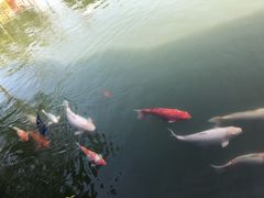 -东部华侨城
