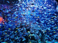 -成都浩海立方海洋公园