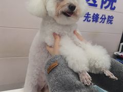-宠颐生宠物医院·综合诊疗(先锋分院)