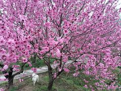 -南汇桃花村