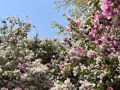 -深圳国际园林花卉博览园