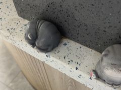 -半岛宠物医院24小时(白果林店)
