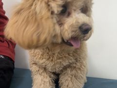 -美联众合动物医院·24h京西诊疗中心