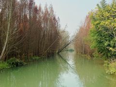 -桤木河湿地公园