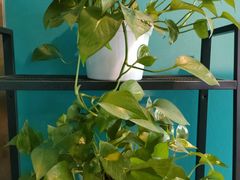 -圣典成人钢琴俱乐部(国贸旗舰校区)