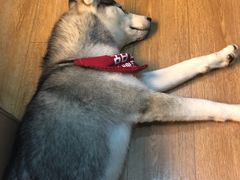 -Husky Go! 哈士奇体验馆·宠物咖啡厅狗咖