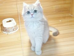 -猫十亿·布偶金渐层·曼基康矮脚猫舍(青年路店)