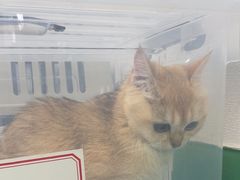 -利又安动物医院··老年病·猫科犬科·中兽医