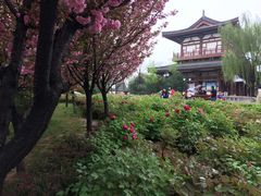 -西安乐游原
