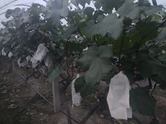 -美家乐农庄·露营·团建(大治路店)