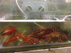 -虾弄弄海派小龙虾·牛羊蝎子火锅