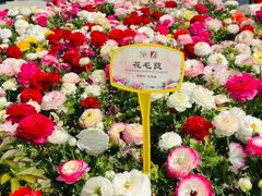-曹州牡丹园