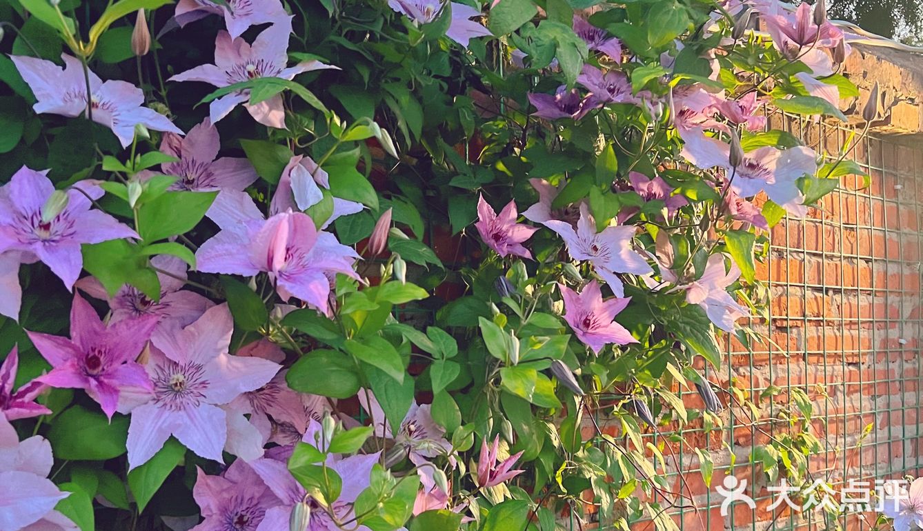 晚风悠然、跌入了花的时间。