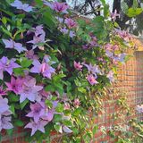 晚风悠然、跌入了花的时间。