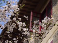 -武汉大学-樱园