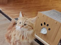 -MOCHA明星猫咖(田子坊店)