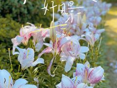 -径山花海