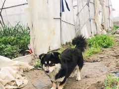 -小鱼草莓采摘园农家乐·小鱼餐厅