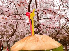 -桃花堤公园