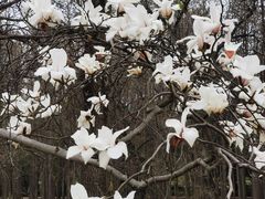 -上海共青森林公园