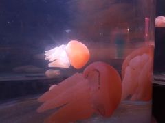 -悉尼海洋生物水族馆