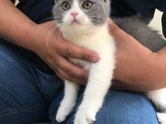 -lincat·猫舍(广州店)