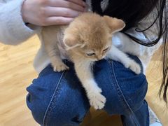 -喵百万·布偶·蓝金金渐层英短·猫舍(百子湾店)