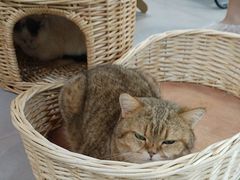 -Heymao猫咖.咖啡厅(东门店)