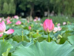 -莲花池公园
