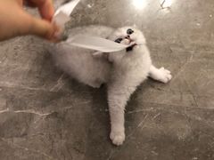 -猫大福·Fortune Cat猫舍(百子湾店)
