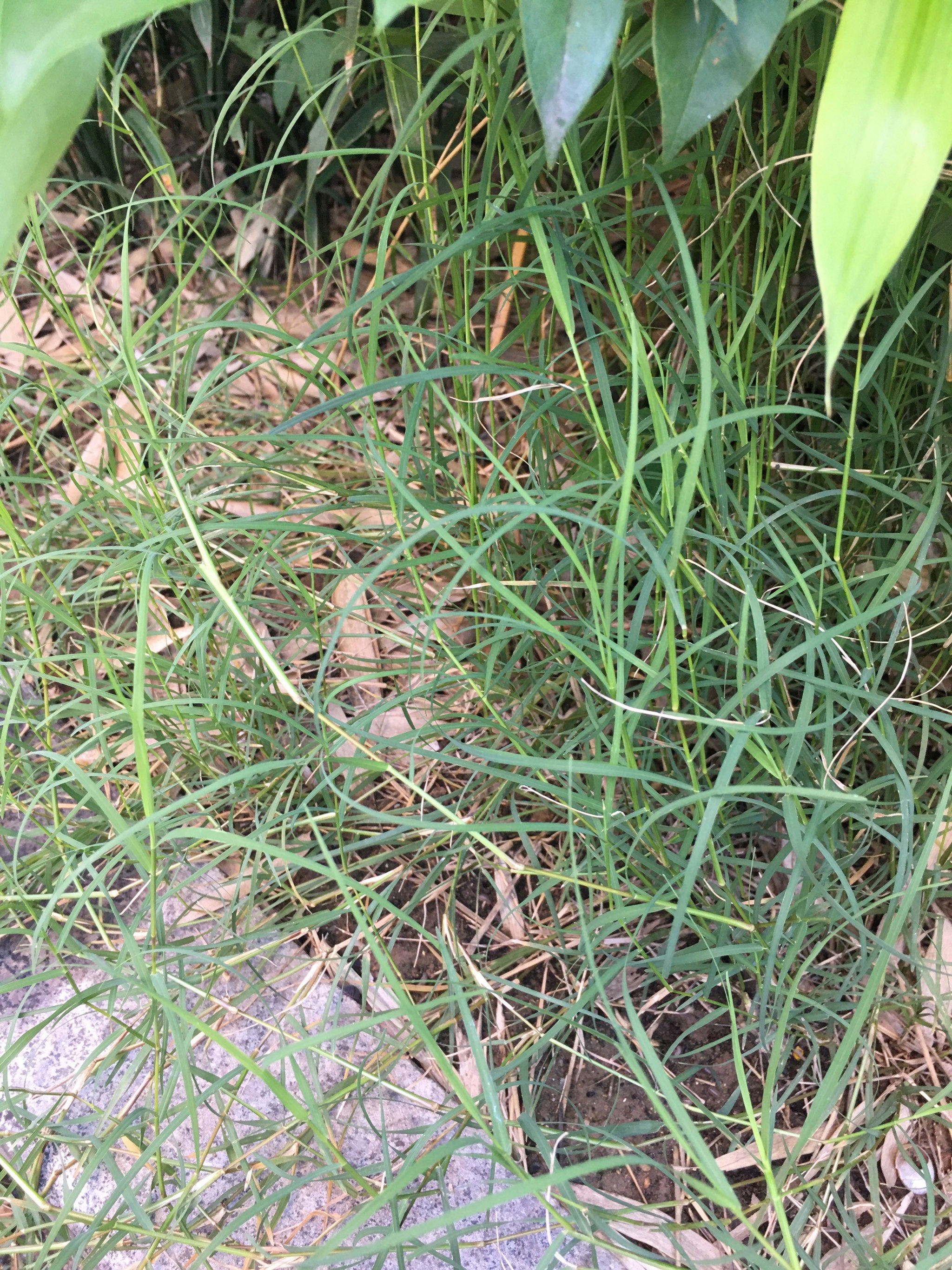 还有这么细的小草,看上去非常的嫩