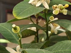 -恩宁刘福记(东华东路店)