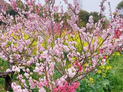 -南汇桃花村