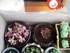 -双季花艺园艺市场(浦东店)