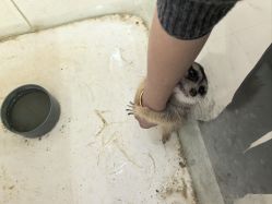 -Moni星球萌宠·小马宝莉·灵蛇·高端高阶全萌宠互动体验俱乐部(红豆国际广场店)