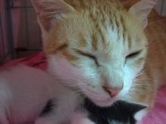 -瑞鹏宠物医院·骨科·猫科·内科(第一中心)